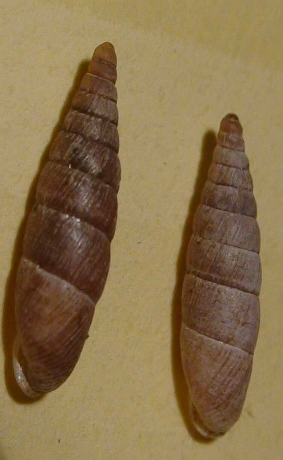 Dilataria boettgeriana (Paulucci, 1878)